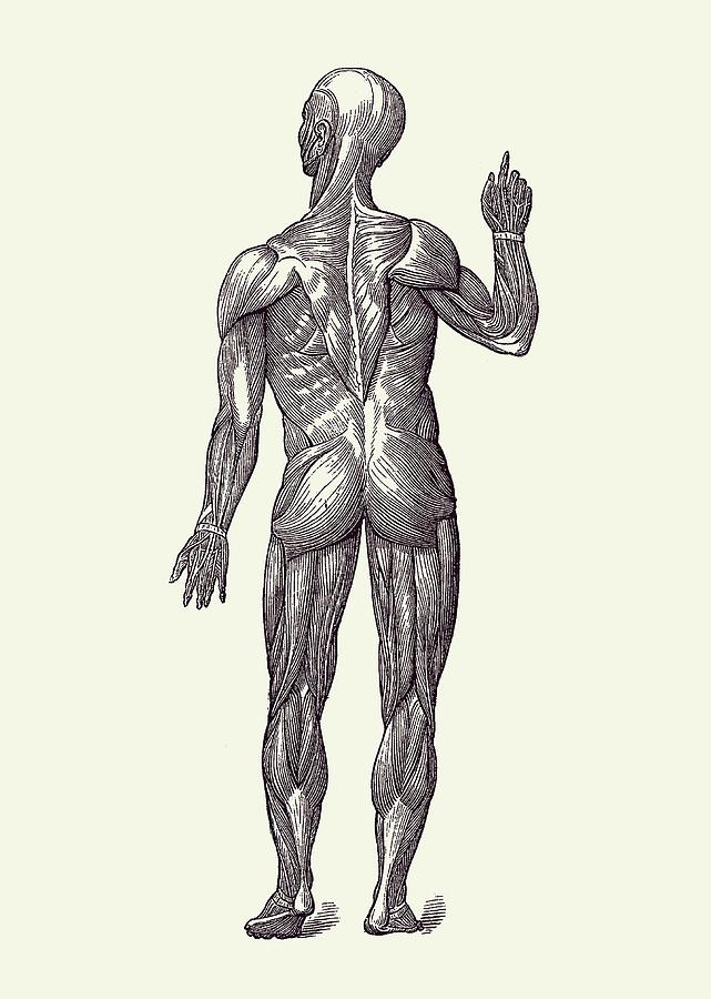Human Muscle System - Rear View - Vintage Anatomy 2 Drawing by Vintage Anatomy Prints