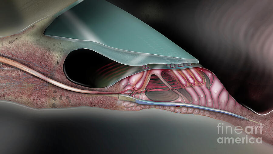 Human Or Mammalian Inner Ear - The Organ Of Corti  - Fine Art Print - Stock Illustration Painting