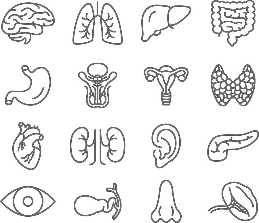Human Organs Vector Icons Set Drawing by Magnilion