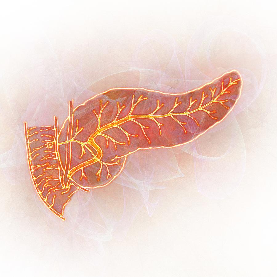 Human pancreas, illustration Drawing by Mehau Kulyk/science Photo Library