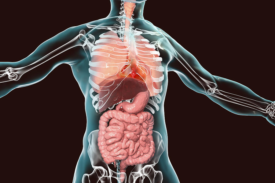 Human respiratory and digestive systems, illustration Drawing by Kateryna Kon/science Photo Library