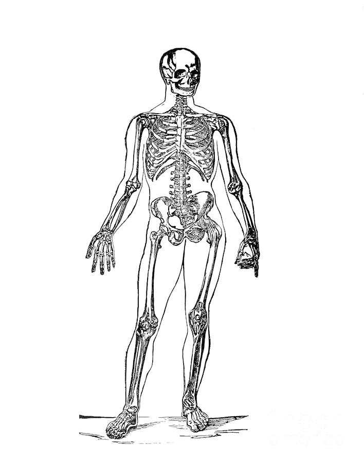 Human Skeleton Illustration Vintage Drawing by Pete Klinger