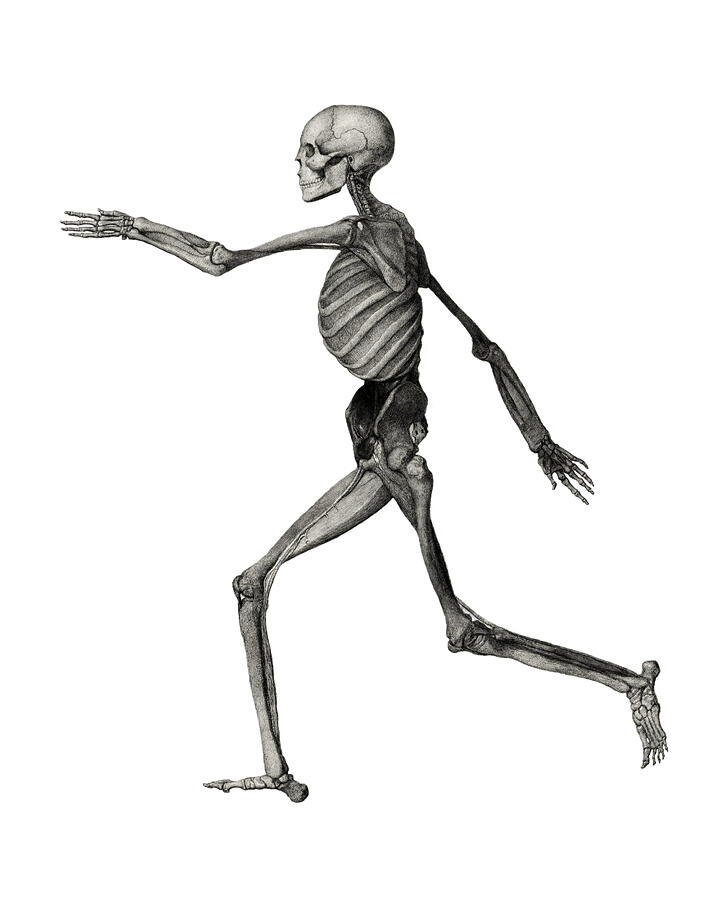 Human Skeleton Lateral View Digital Art by Bob Pardue