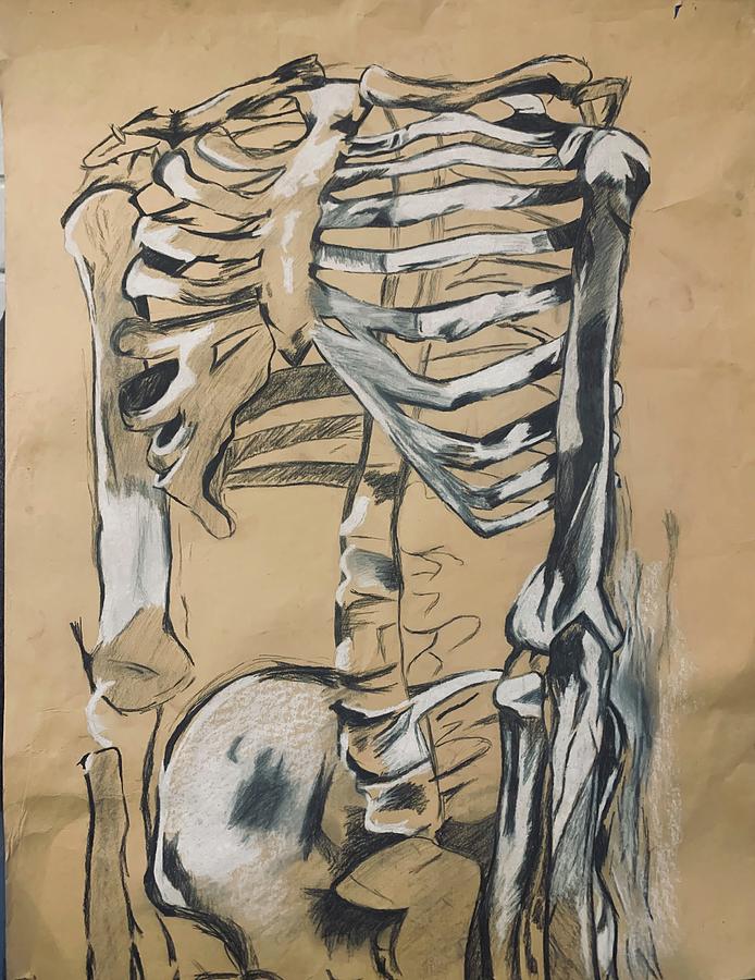 Human Skeleton Drawing By Yobella Cook Fine Art America