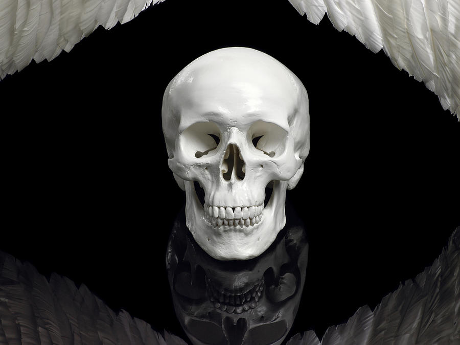 Human skull and wings Photograph by Image Source