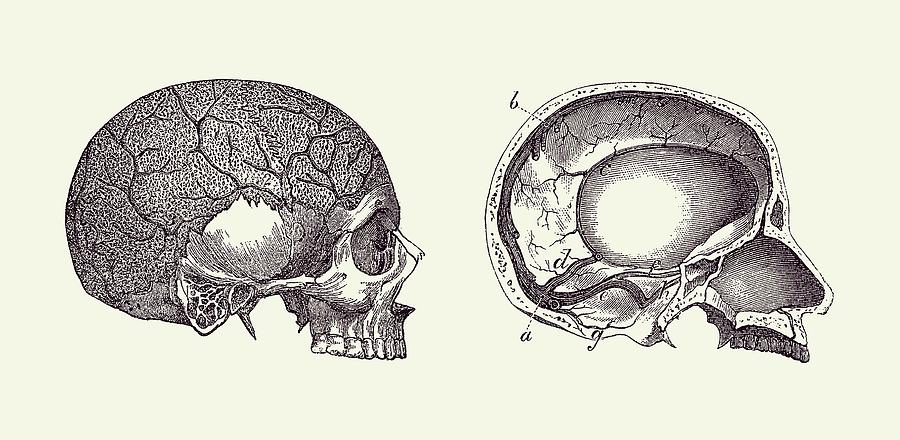 Human Skull - Classic Anatomy Print 2 Drawing by Vintage Anatomy Prints