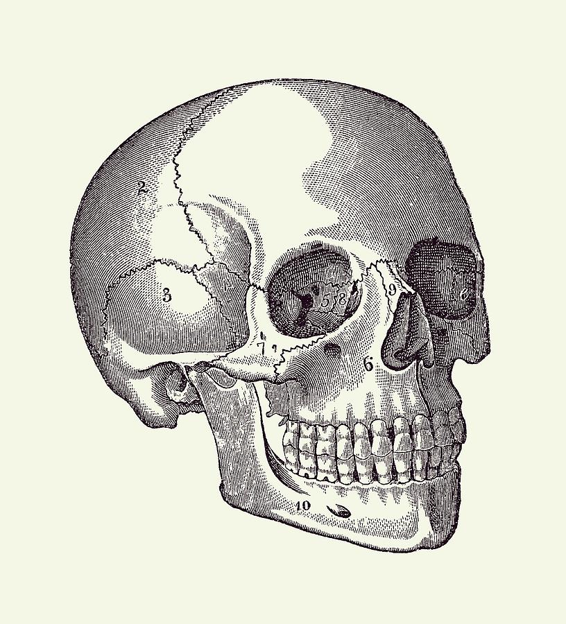 Human Skull Diagram - Vintage Anatomy Print 2 Drawing by Vintage