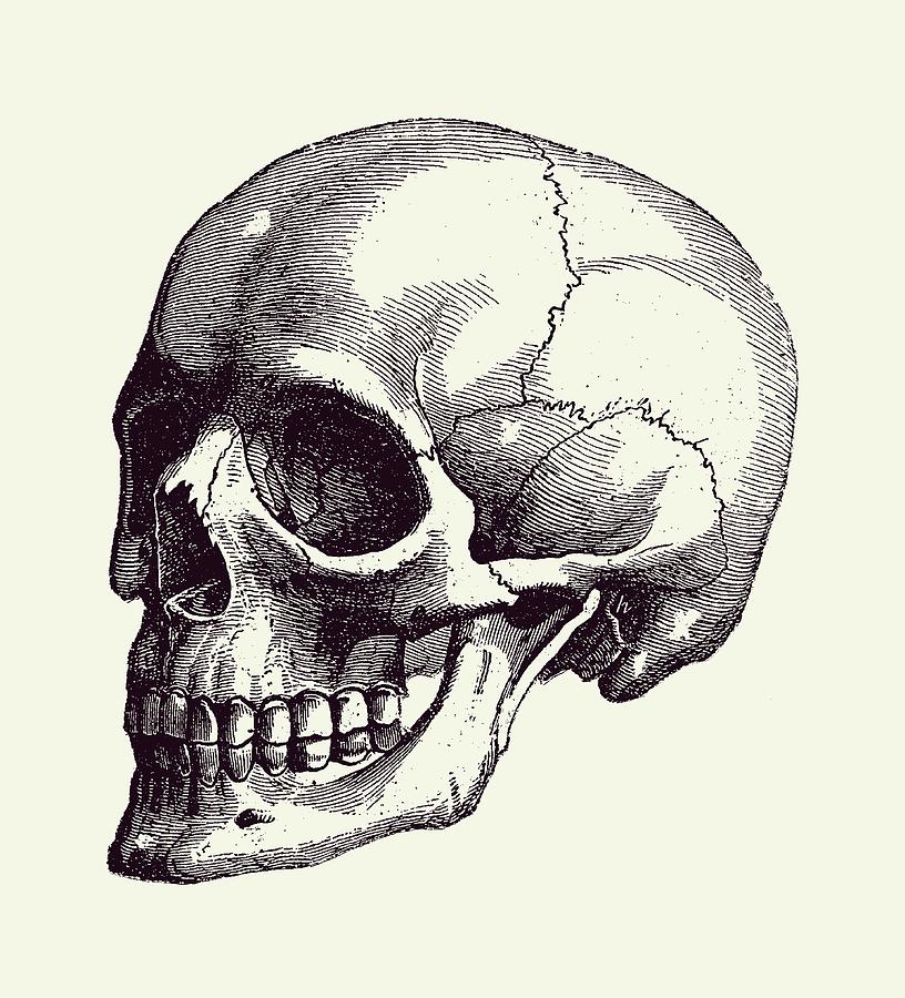 Human Skull - Vintage Anatomy Poster 2 Photograph by Vintage Anatomy Prints