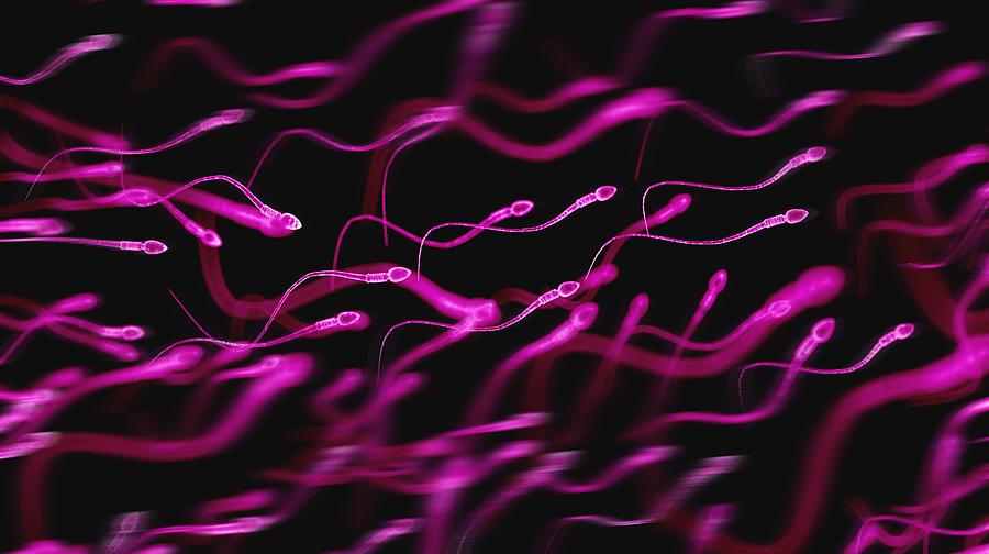 Human sperm, illustration Drawing by Sebastian Kaulitzki/science Photo Library