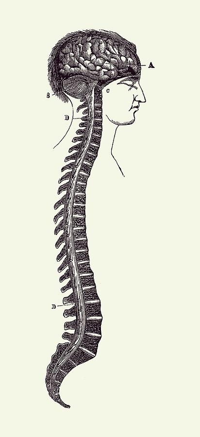 Human Spinal Cord and Brain Diagram - Vintage Anatomy 2 Drawing by Vintage Anatomy Prints