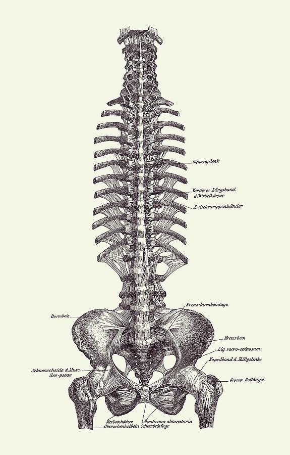Human Spine and Pelvis - Simple Diagram - Vintage Anatomy 2 Drawing by Vintage Anatomy Prints