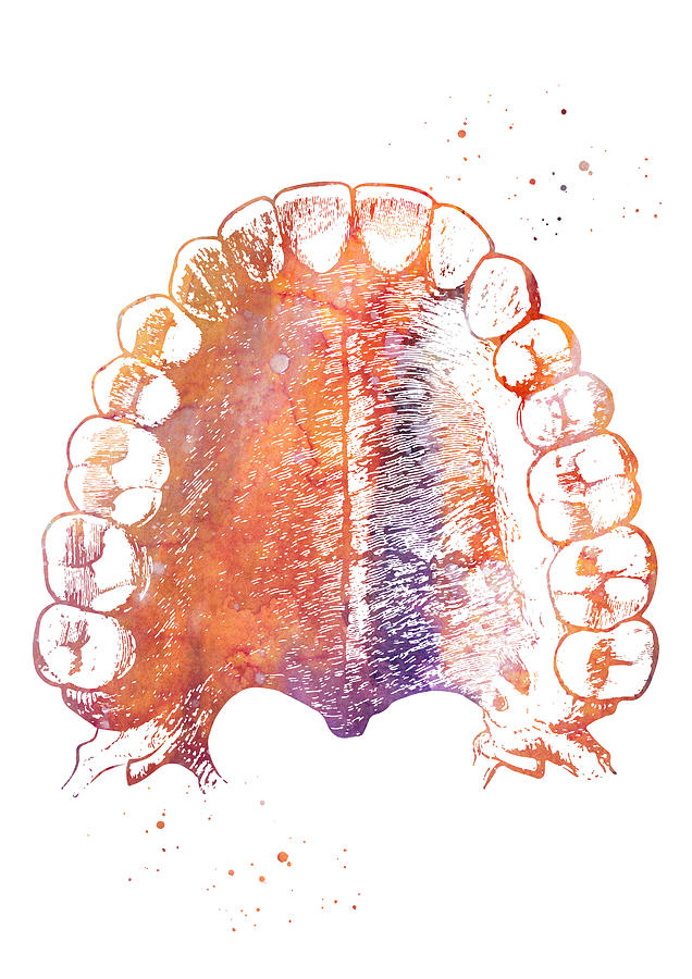 Human Teeth Digital Art By Erzebet S | Fine Art America