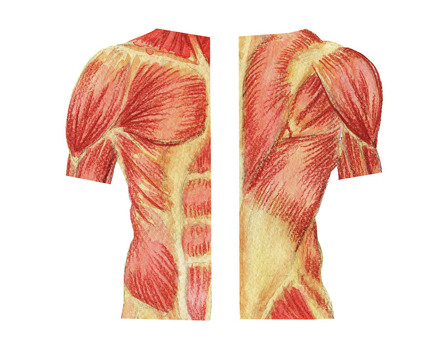 Human Torso And Back Medical Anatomy Watercolor Illustration  Painting by Irina Sztukowski