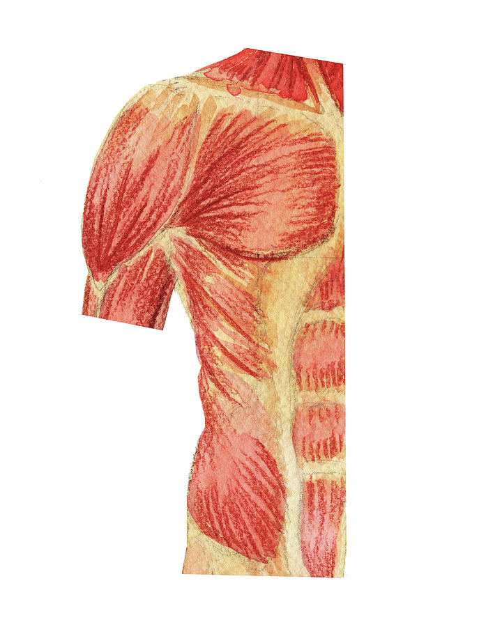 Human Torso And Shoulder Medical Anatomy Watercolor  Painting by Irina Sztukowski