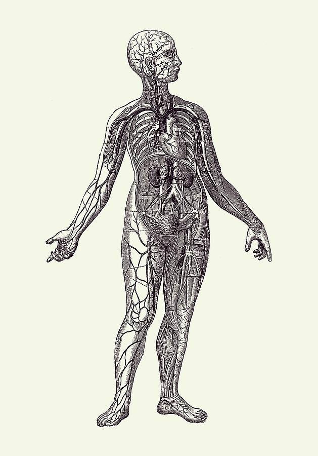 Human Vascular System - Vintage Diagram 2 Drawing by Vintage Anatomy Prints