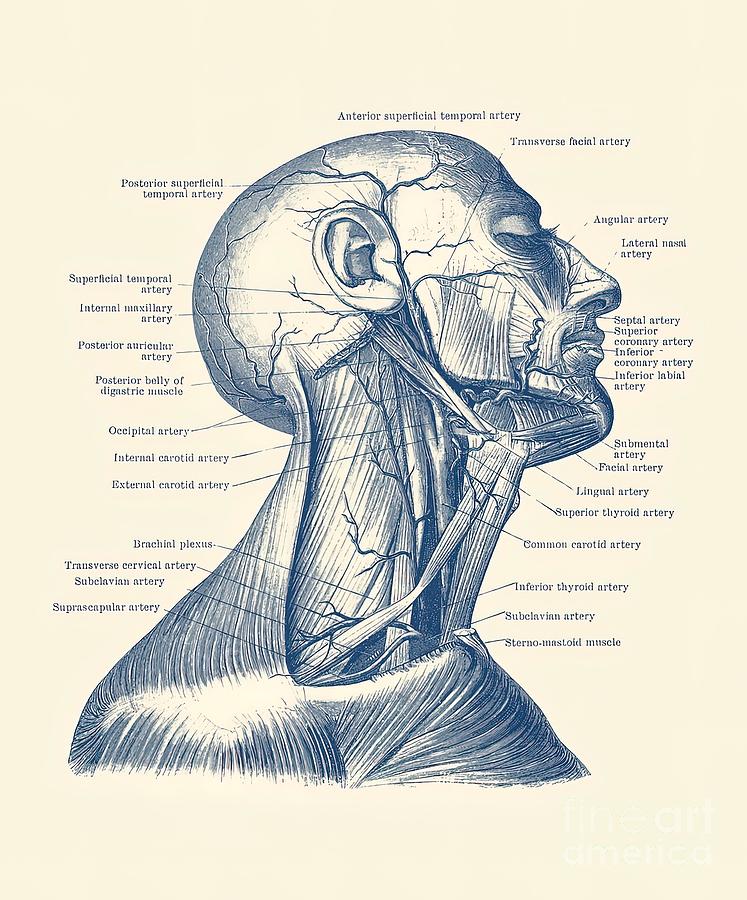 Human Venous And Circulatory Systems Neck Painting By Roberts Cooper 