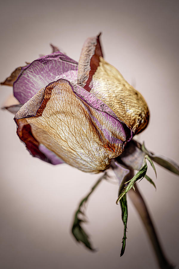 Humble Faded Lilac Rose_faded Beauty Photograph