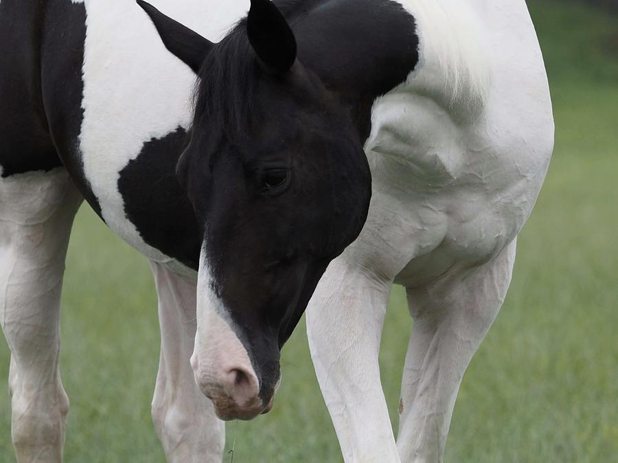 Humble Horse Natural Photograph By Bettina Guignon - Pixels