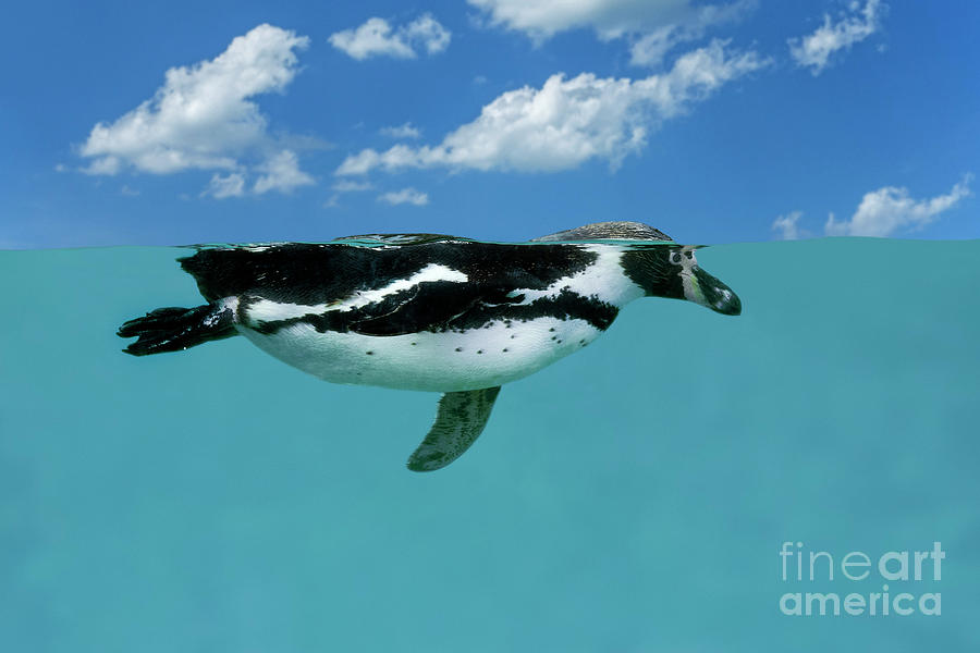 Humboldt Penguin Photograph by Arterra Picture Library