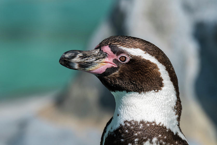 Humboldt Penguin Close-Up Photograph by Arterra Picture Library