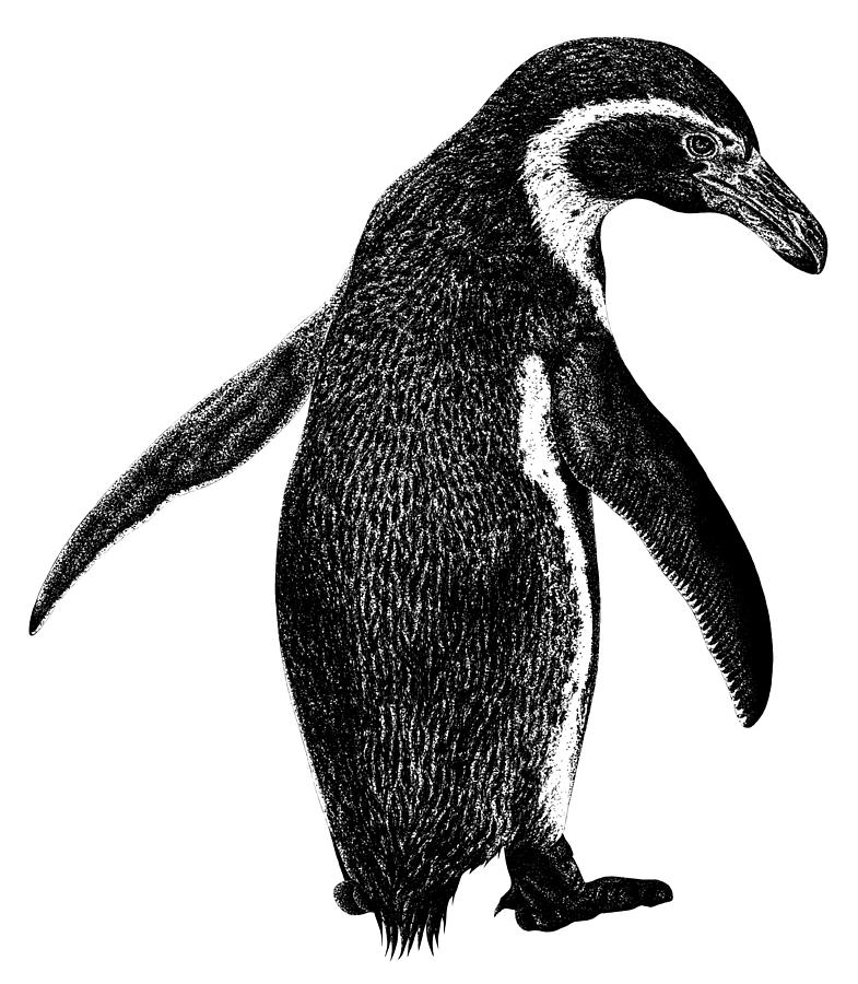 Humboldt penguin drawing Drawing by Loren Dowding