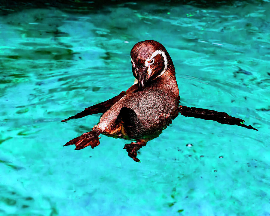 Penguin Photograph - Humboldt Penguin  by Flees Photos