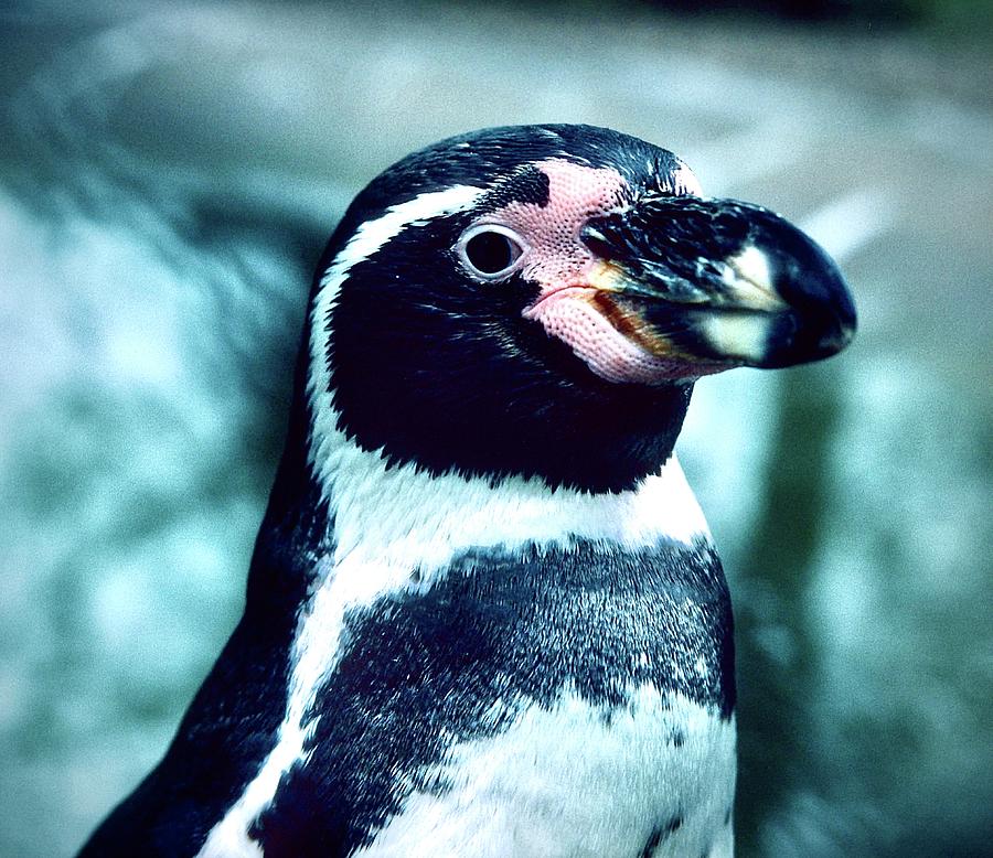Humboldt Penguin Photograph by Gordon James