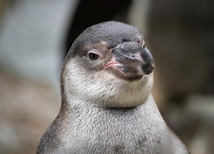 Humboldt penguin, head and shoulders Photograph by James Lamb Photo