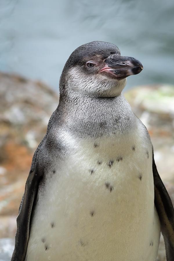 Humboldt penguin, juvenile Photograph by James Lamb Photo