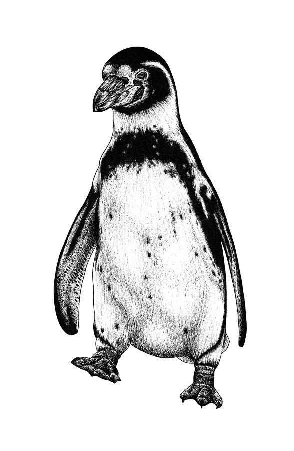 Humboldt penguin Drawing by Loren Dowding