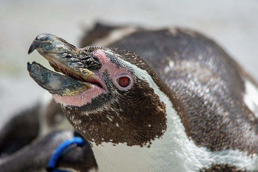 Humboldt Penguin portrait  Photograph by Gareth Parkes