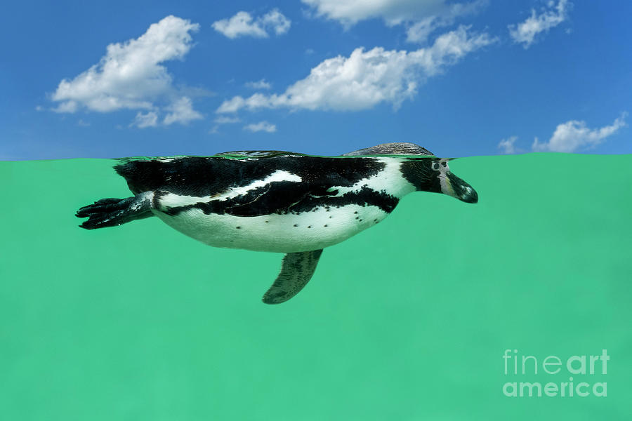 Humboldt Penguin Swimming Photograph by Arterra Picture Library