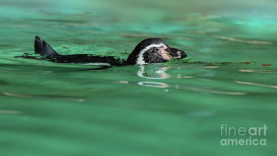 Penguin Photograph - Humboldt Penguin Swimming by Eva Lechner