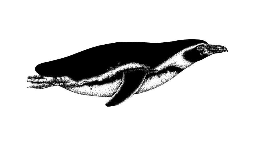 Humboldt penguin swimming Drawing by Loren Dowding