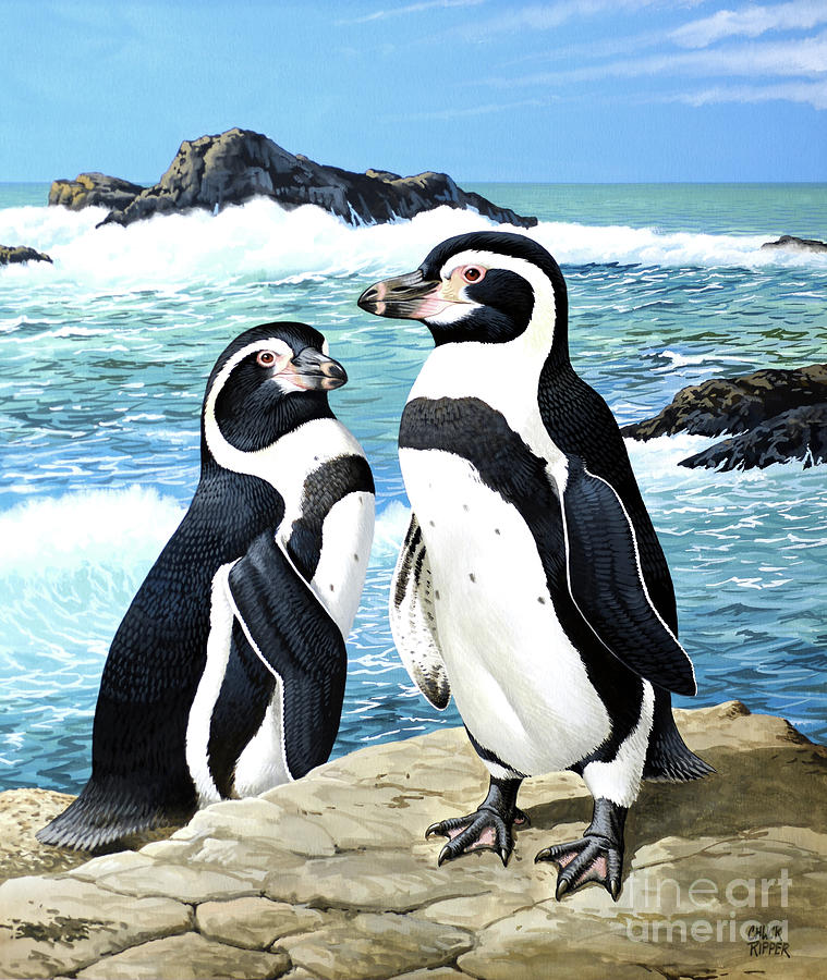 Humboldt Penguins At Oceans Edge Painting by Chuck Ripper