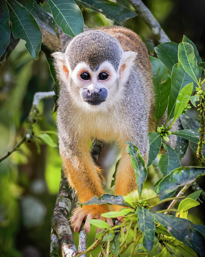 Humboldts Squirrel Monkey El Escondite Villagarzon Putumayo Colombia Photograph by Adam Rainoff Humboldts Squirrel Monkey El Escondite Villagarzon Putumayo Colombia Photograph by Adam Rainoff