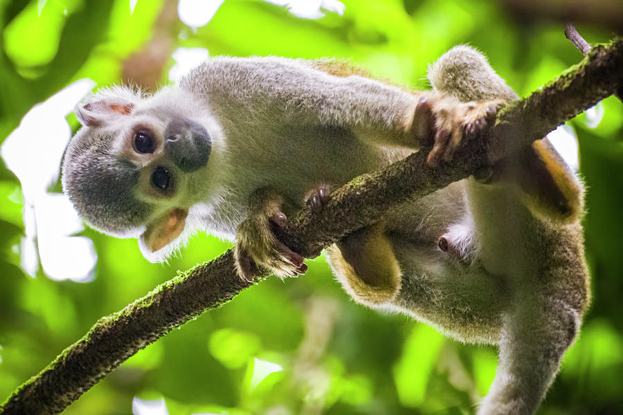 Humboldts Squirrel Monkey Pozos La Chorrera Acacias Meta Colombia Photograph by Adam Rainoff