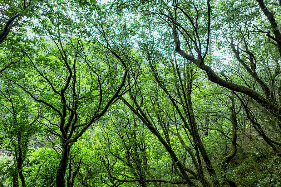 Humbug Mountain Canopy Of Trees Photograph