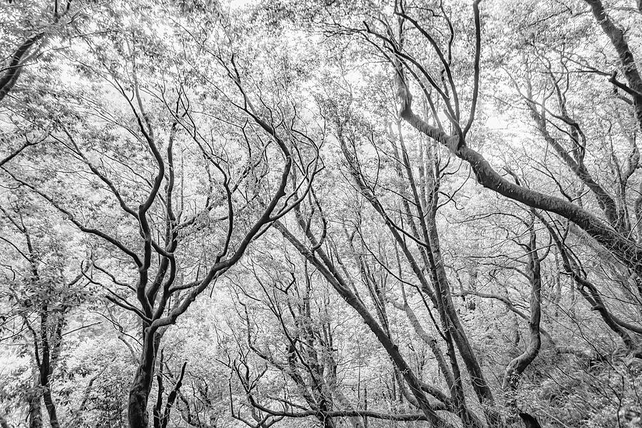 Humbug Mountain Canopy of Trees bw Photograph by Belinda Greb