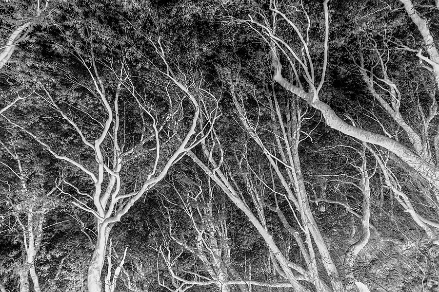Humbug Mountain Canopy of Trees inverse bw Photograph by Belinda Greb