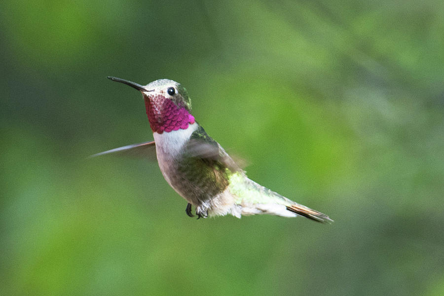 Hummingbird 11 Photograph by Catherine Lau