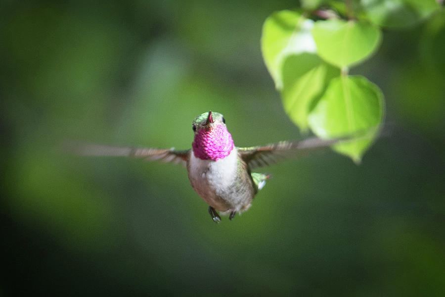 Hummingbird 12 Photograph by Catherine Lau