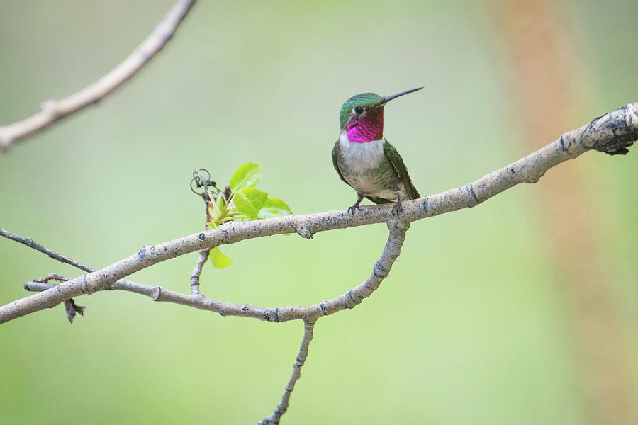Hummingbird 6 Photograph by Catherine Lau