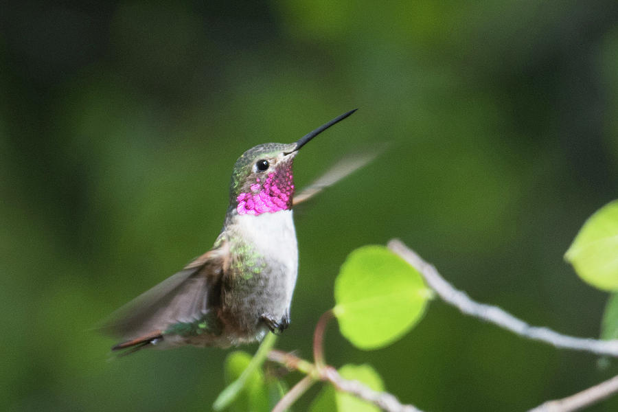 Hummingbird 8 Photograph by Catherine Lau