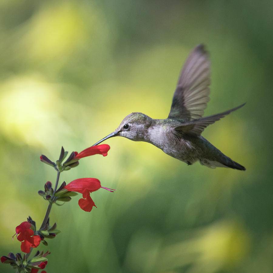 Humingbird Photograph
