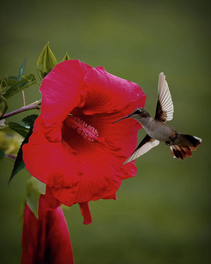 Hummer And Hibiscus Photograph by Daniel Beard