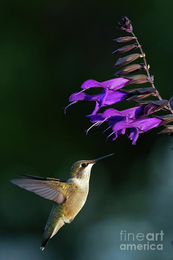 Hummer at Golden Hour at  Longfellow Gardens 2022  Photograph by Natural Focal Point Photography