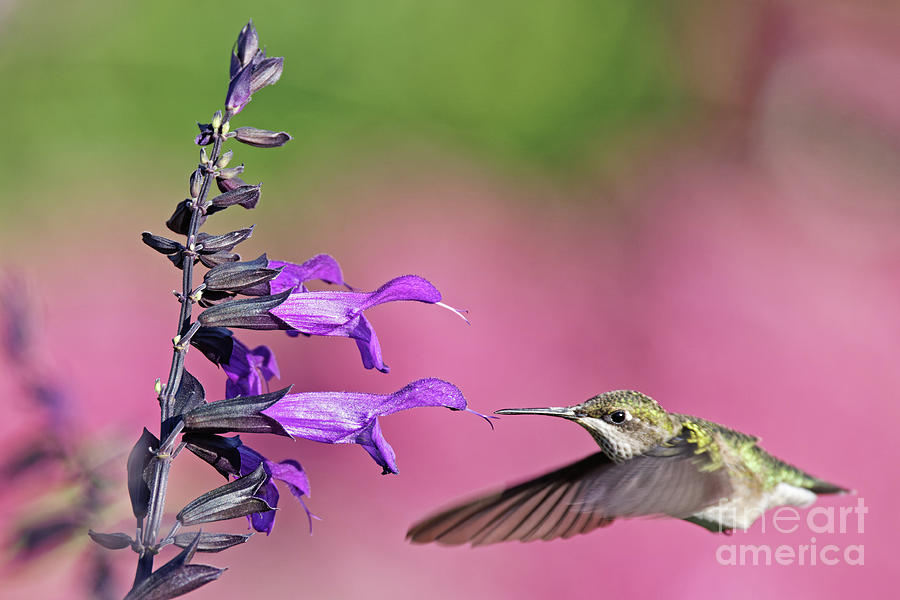 Hummer at  Longfellow Gardens 2022  Photograph by Natural Focal Point Photography