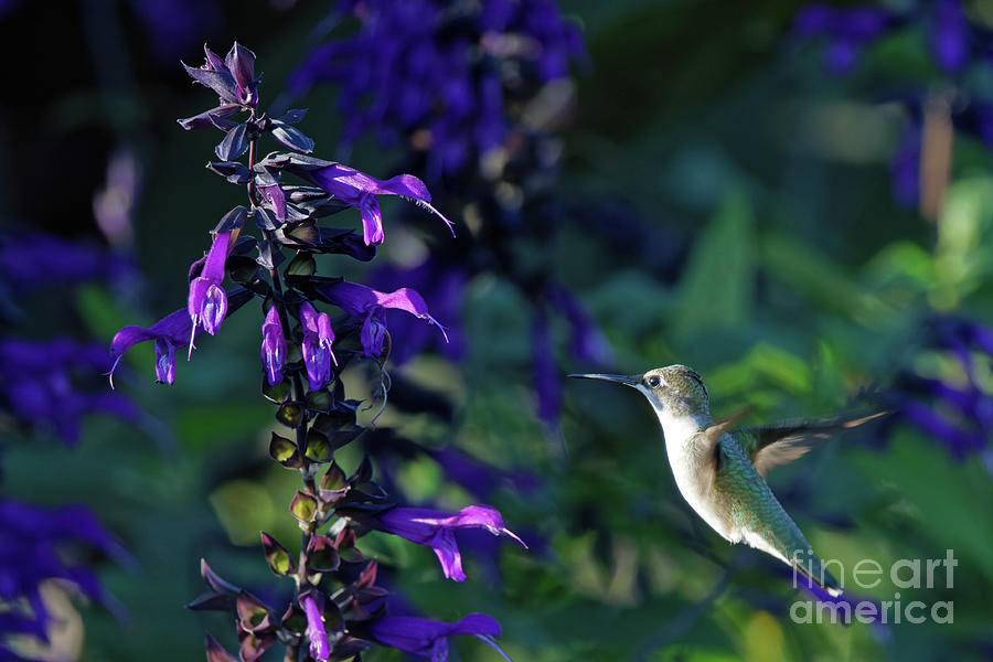 Hummer at  Longfellow Gardens at  Sunset Photograph by Natural Focal Point Photography