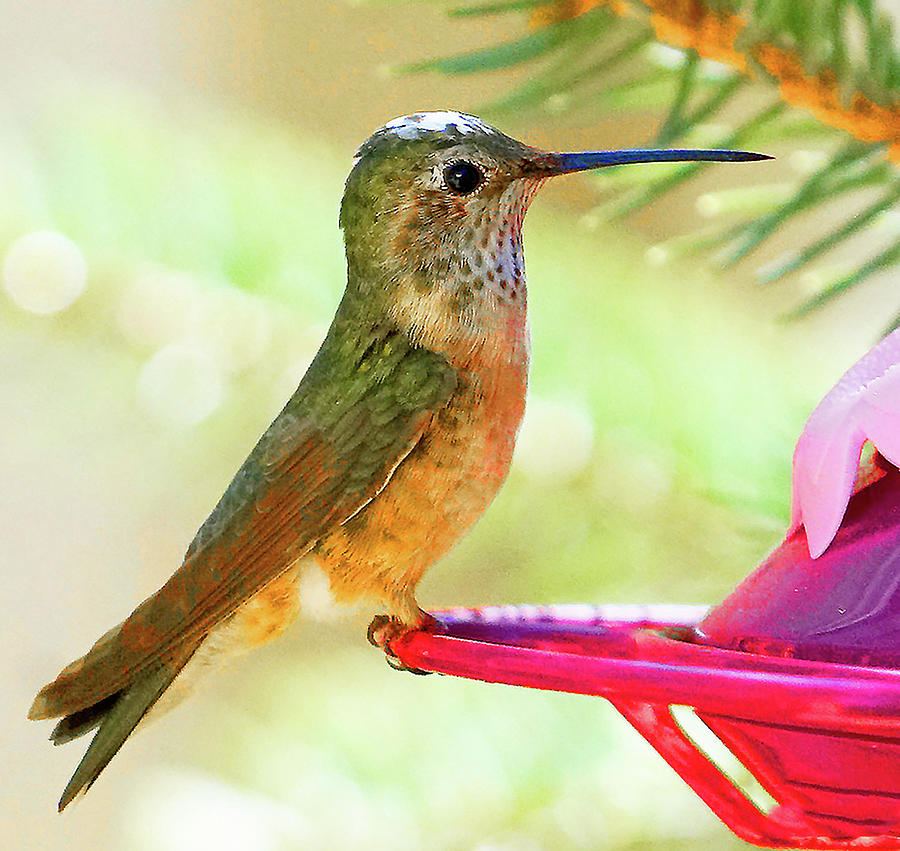 Hummer Photograph by Cheryl Cochran - Fine Art America